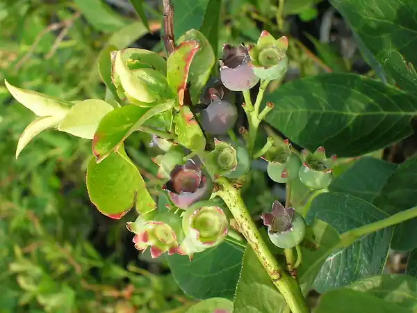 Arbrisseau fruitier Myrtille Patriot - C5L TRAVERS Prix Promo