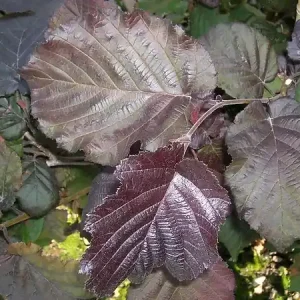 Satisfait Ou Remboursé Noisetier à feuillage pourpre - Maxima Purpurea - 5L TRAVERS