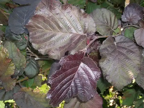 Satisfait Ou Remboursé Noisetier à feuillage pourpre - Maxima Purpurea - 5L TRAVERS