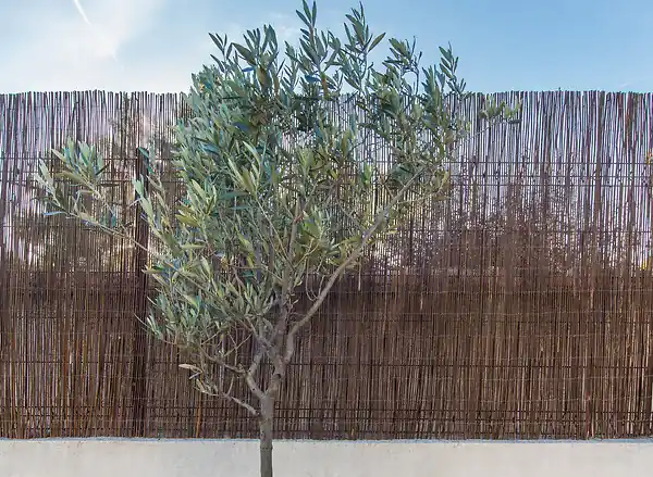 Clôture osier naturel - 2x3 m SICATEC Seulement Aujourd'hui