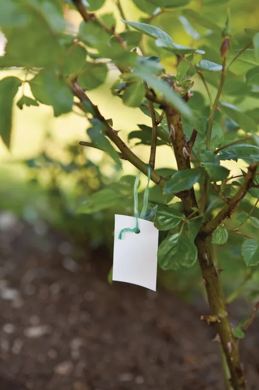 Liens armés pour végétaux 15 cm par 100 WINDHAGER Petit Prix