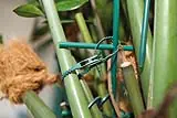 Liens horticoles crantés en plastique de 13 cm par 50 WINDHAGER Commander Vite